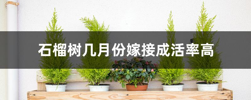 石榴树几月份嫁接成活率高