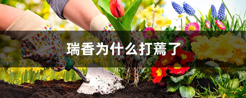 瑞香为什么打蔫了 瑞香为什么打蔫了