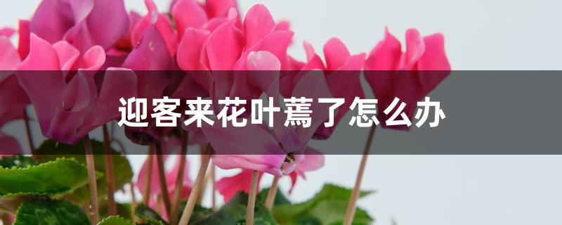 迎客来花叶蔫了怎么办