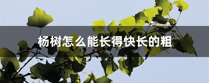 杨树怎么能长得快长得粗