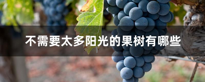 不需要太多阳光的果树有哪些