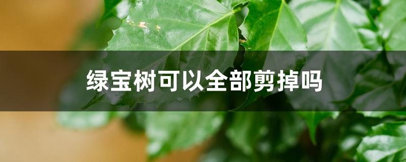 绿宝树可以全部剪掉吗