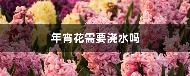 年宵花需要浇水吗