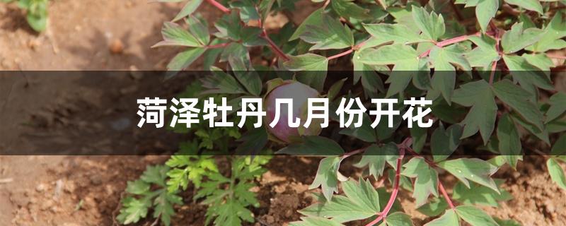 菏泽牡丹几月份开花