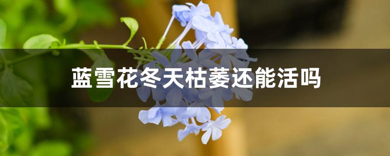 蓝雪花冬天枯萎还能活吗