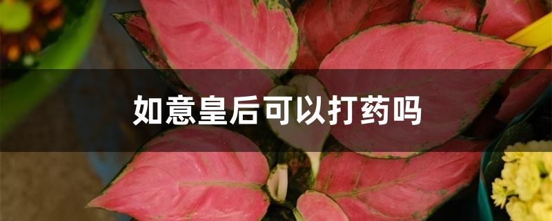 如意皇后可以打药吗 如意皇后可以打药吗