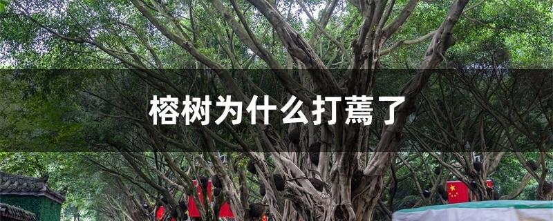 榕树为什么打蔫了