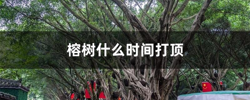 榕树什么时间打顶