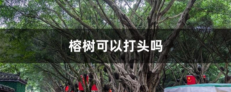 榕树可以打头吗