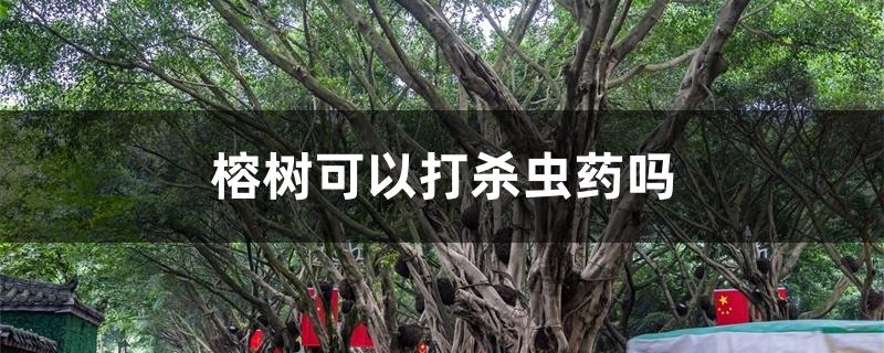 榕树可以打杀虫药吗