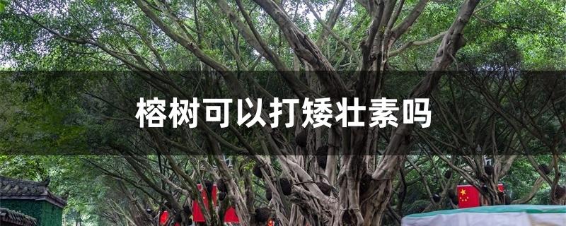 榕树可以打矮壮素吗