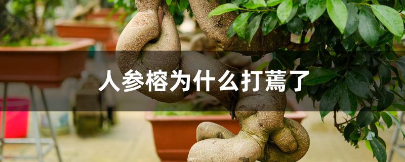 人参榕为什么打蔫了