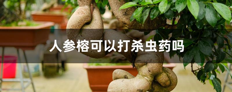 人参榕可以打杀虫药吗