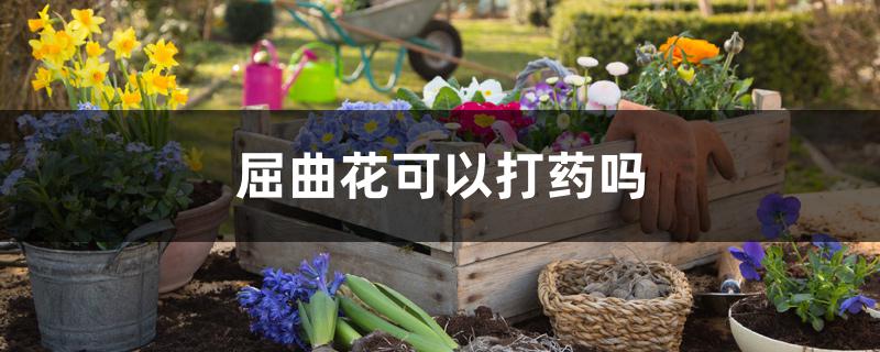 屈曲花可以打药吗 屈曲花可以打药吗