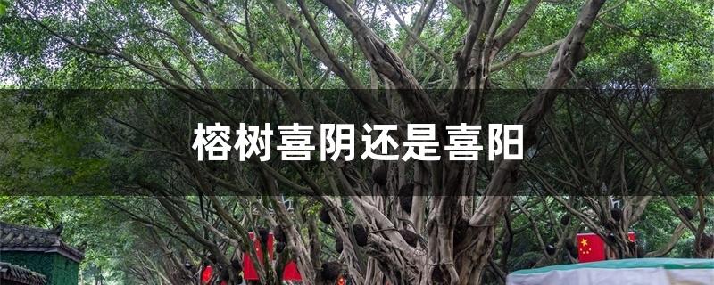 榕树喜阴还是喜阳