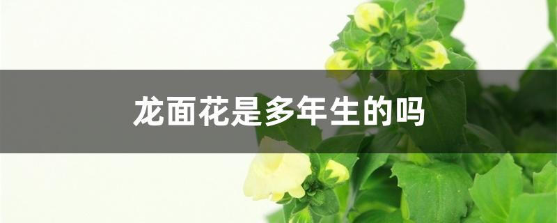 龙面花是多年生的吗