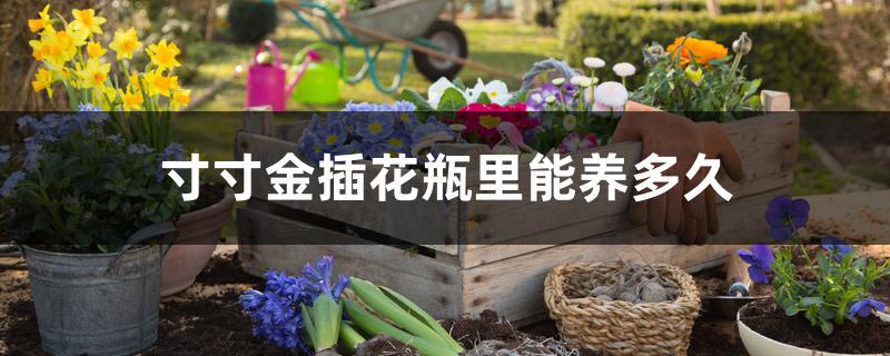 寸寸金插花瓶里能养多久