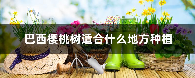 巴西樱桃树适合什么地方种植 巴西樱桃树适合什么地方种植
