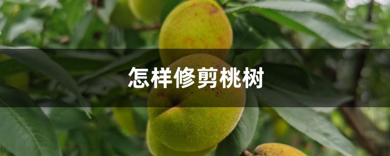 怎样修剪桃树