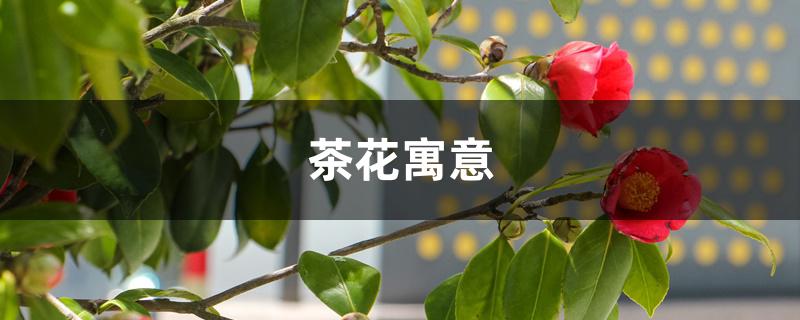 茶花寓意