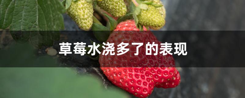 草莓水浇多了的表现