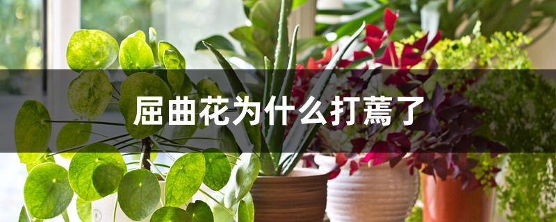 屈曲花为什么打蔫了