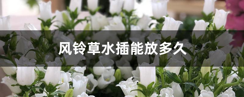 风铃草水插能放多久 风铃草水插能放多久