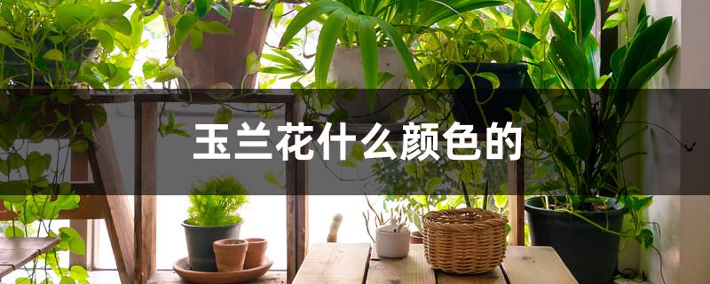 玉兰花什么颜色的 玉兰花什么颜色的