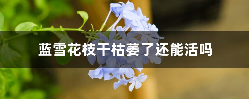 蓝雪花枝干枯萎了还能活吗