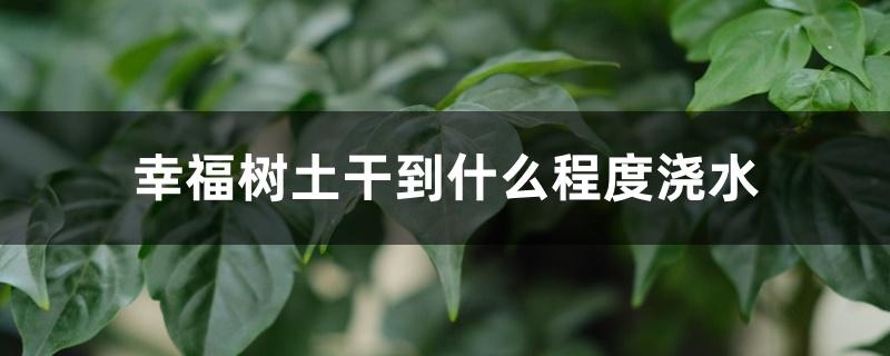 幸福树土干到什么程度浇水