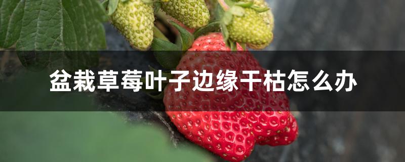 盆栽草莓叶子边缘干枯怎么办