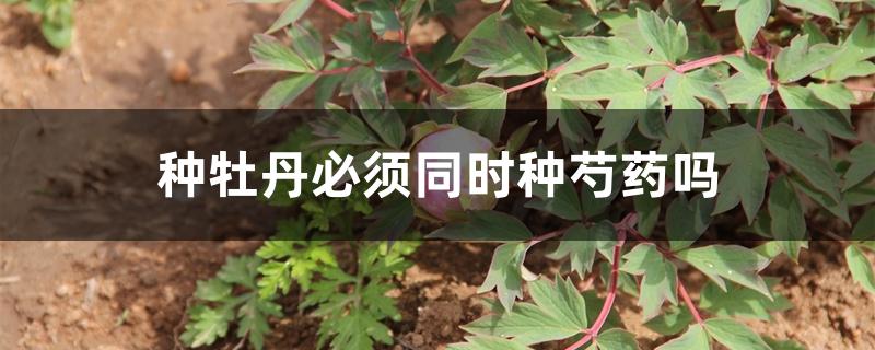 种牡丹必须同时种芍药吗