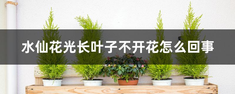 水仙花光长叶子不开花怎么回事