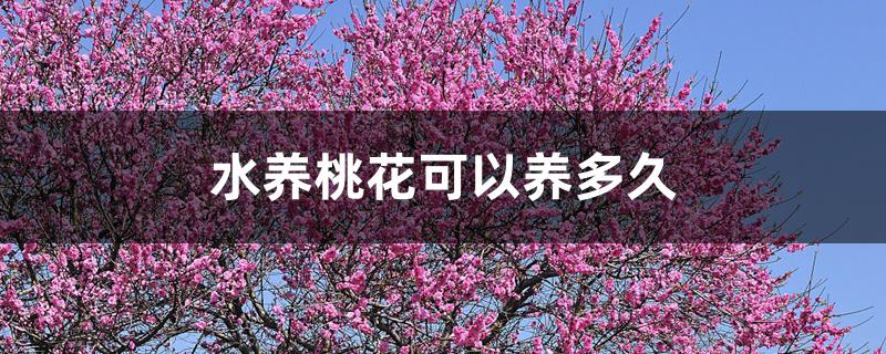 水养桃花可以养多久