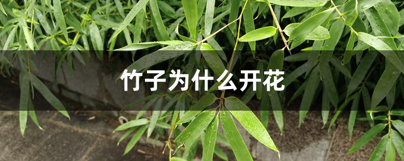 竹子为什么开花