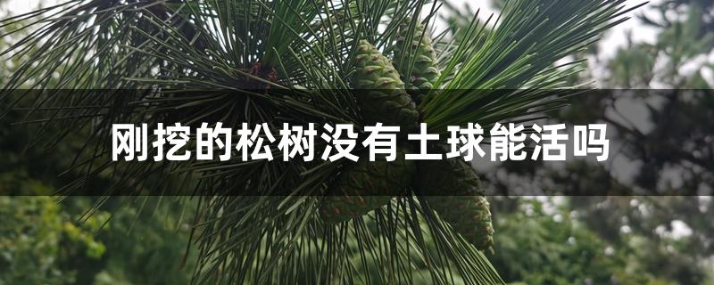 刚挖的松树没有土球能活吗