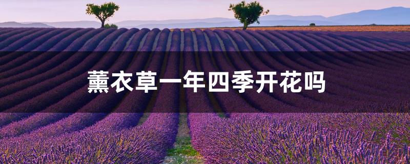 薰衣草一年四季开花吗