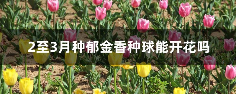 2至3月种郁金香种球能开花吗