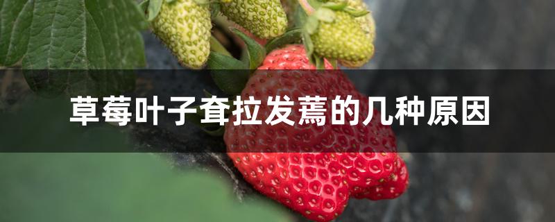 草莓叶子耷拉发蔫的几种原因