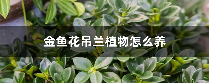 金鱼花吊兰植物怎么养