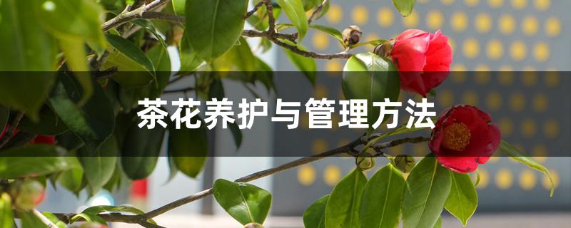 茶花养护与管理方法