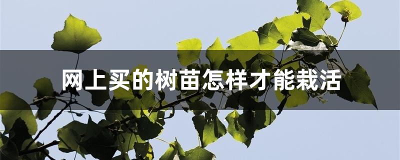 网上买的树苗怎样才能栽活