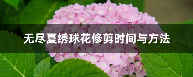 无尽夏绣球花修剪时间与方法