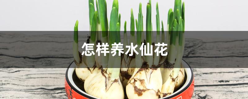 怎样养水仙花 怎样养水仙花