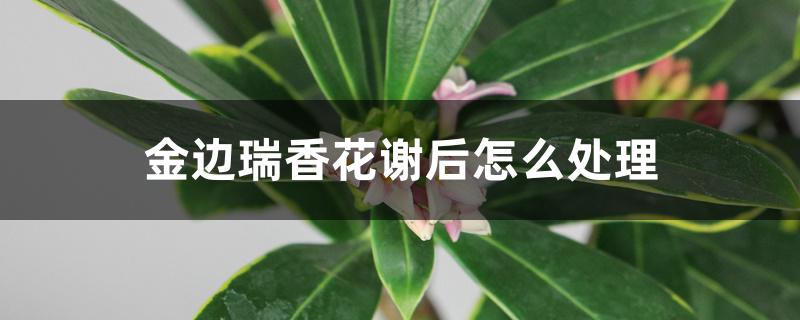 金边瑞香花谢后怎么处理