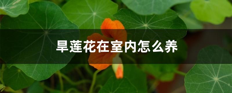 旱莲花在室内怎么养