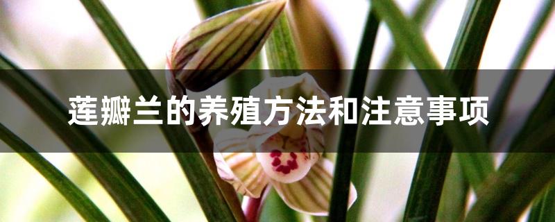 莲瓣兰的养殖方法和注意事项