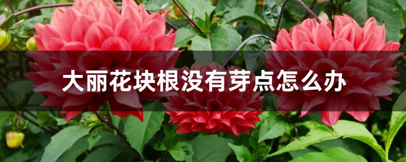 大丽花块根没有芽点怎么办