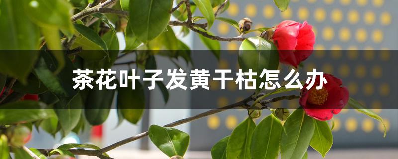 茶花叶子发黄干枯怎么办