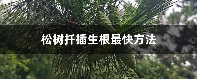 松树扦插生根最快方法 松树扦插生根最快方法